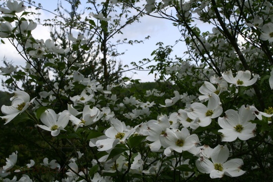 Dogwood Tree Sky Flowers