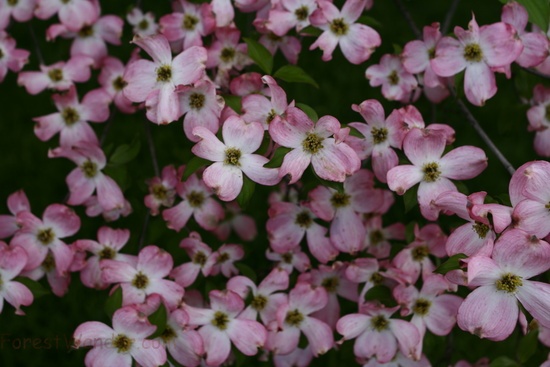 Dogwood Tree Spring Flowers