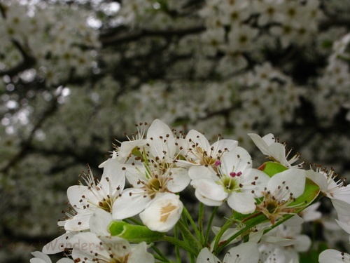 Flowering Pear Tree Macro