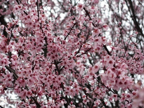 Flowering Plum Tree Pink Purple