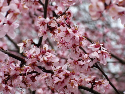 Flowering Plum Tree Spring