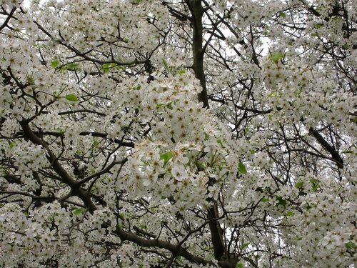 Flowering Spring Tree