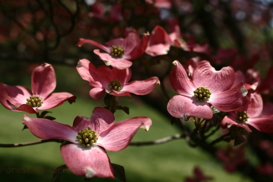Flowers Spring Dogwood Pink