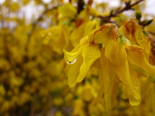 Forsythia Golden Bells Bush Macro