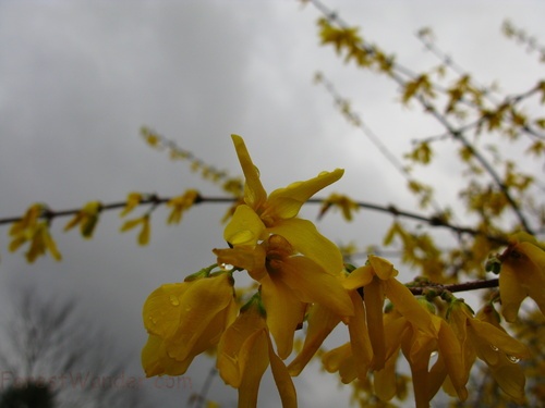 Golden Bell Flowers Sky