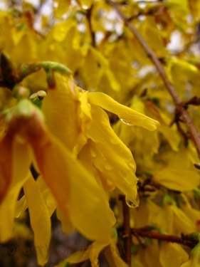 Golden Bells Playing Rain Flowers