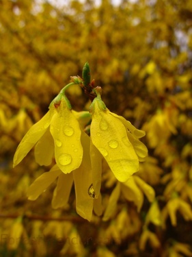 Golden Bells Spring Flower