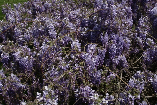 Huge Wisteria