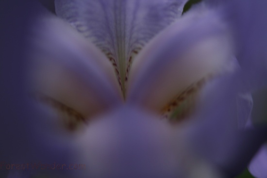 Inside Iris Blue Flower Macro