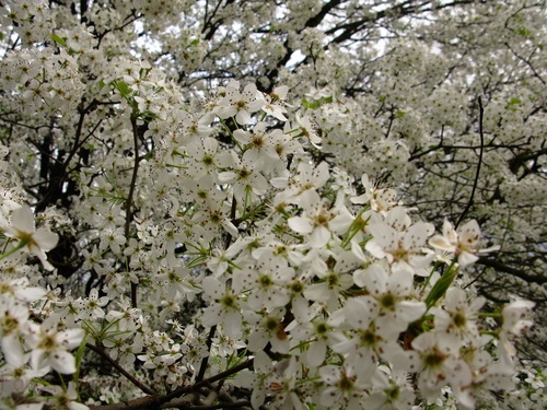 Macro White Flowering Tree