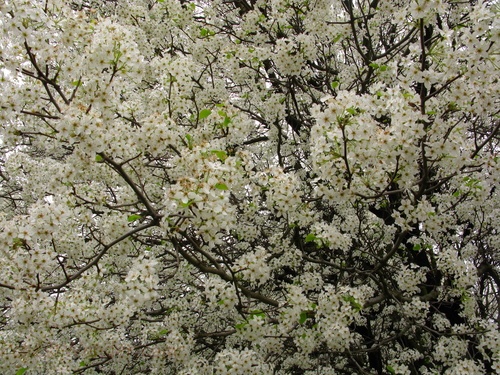 Pear Flowers Spring Blossom