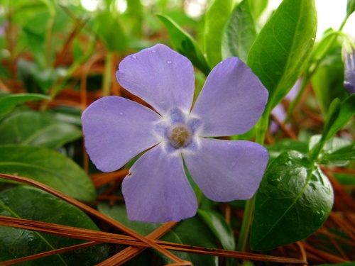 Periwinkle Lavender Blue Macro Spring Flower