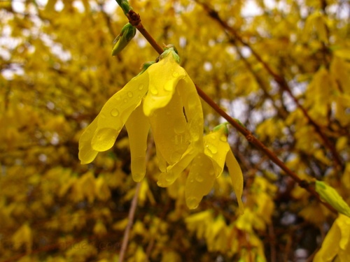 Spring Rain Golden Bells Flowers