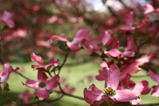 Spring Dogwood Tree