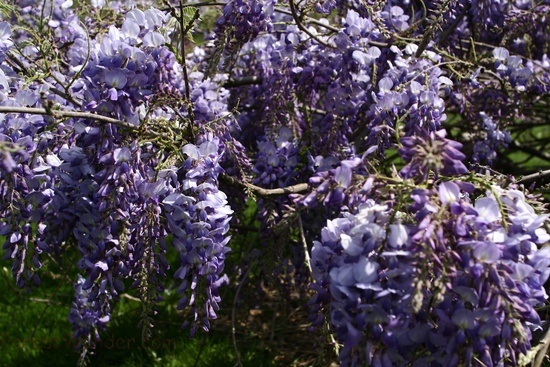 Spring Flower Wisteria Clusters