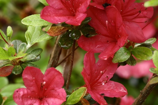 Spring Flowers Azaleas