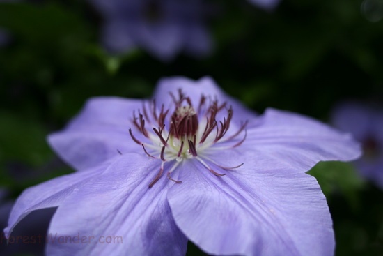 Spring Macro Clematis