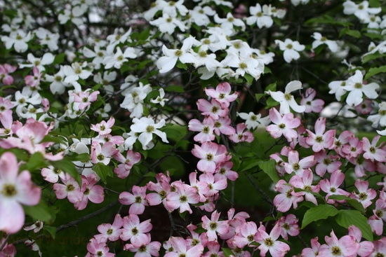 Spring Pink White Tree