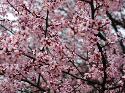 Spring Rain Flowering Plum