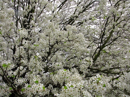 Spring Tree Flowers White
