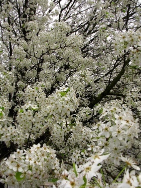 Spring White Pear Tree