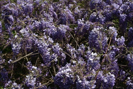 Spring Wisteria Flower