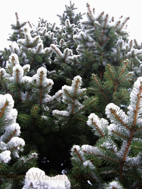 Spruce Tree Blue Spruce Spring evergreen