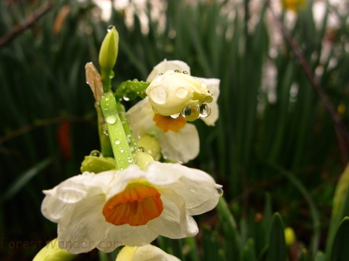 Water Drops Daffodil Flowers