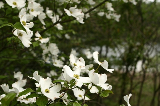 White Flower Dogwood Lake