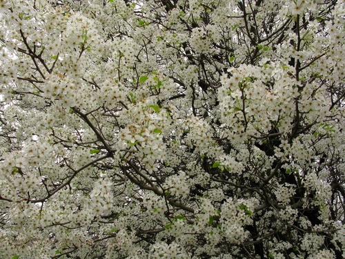 White Flowers Everywhere Blooming Tree