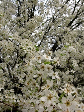 White Flowers Spring Pear Tree