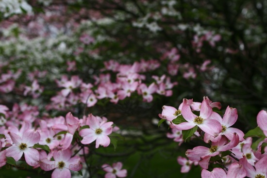 White Pink Dogwood Tree