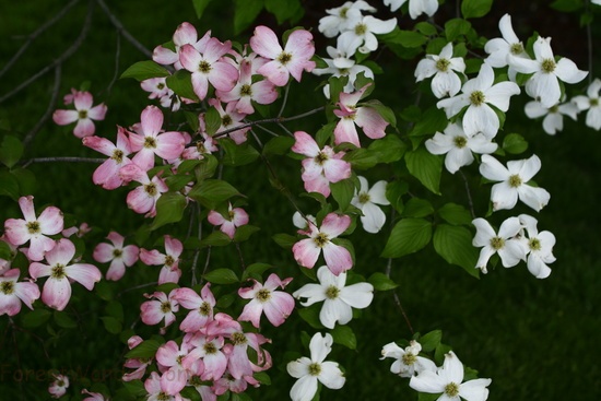 White Pink Pretty Dogwood Flowers