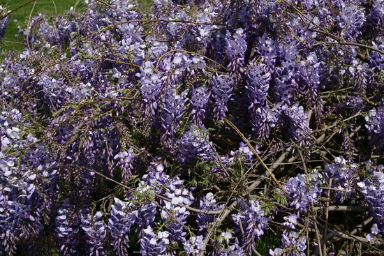 Wisteria Flowers Spring