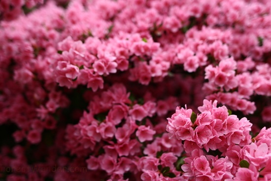 Wonderful Spring Pink Flower Bush