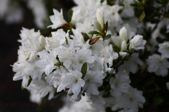 Azalea White Flowers Bloom Springtime