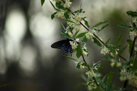 Beautiful Spring Butterfly Flowers