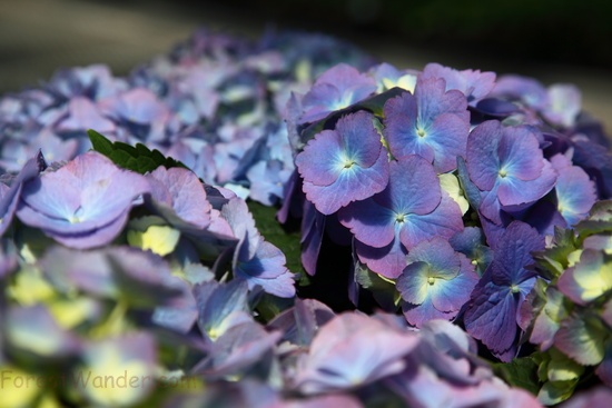 Blue White Hydrangea