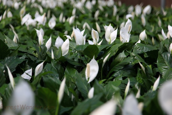 Cala Lily Flowers