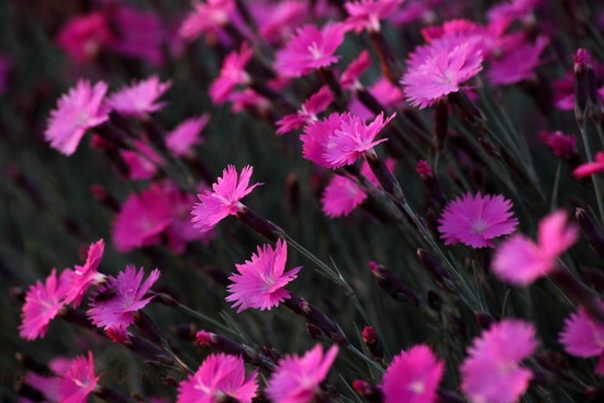 Dianthus Burning Witch Spring Flowers