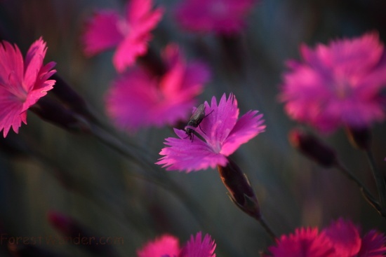 Dianthus Burningwitch Insect Fly Flower
