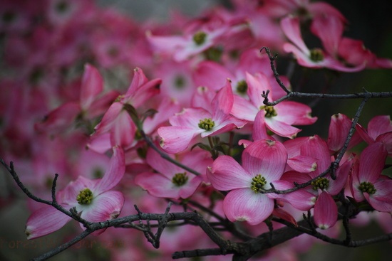 Dogwood Tree Pink Bloom