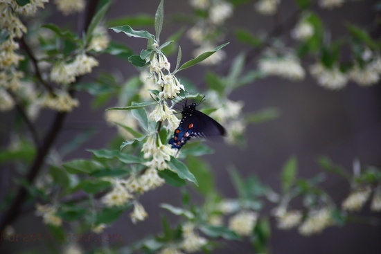 Fluttering Wings Butterfly Spring