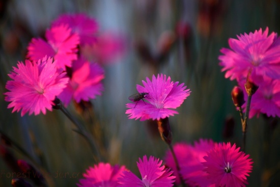 Insect On Dianthus Flower