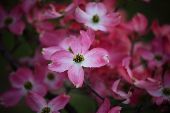 Macro Pink Dogwood Tree Flower