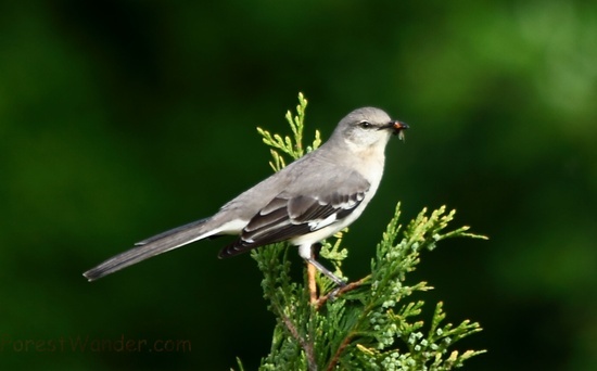 Mamma Bird Fly For Babies