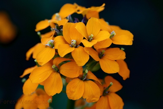 Orange Spring Wildflowers
