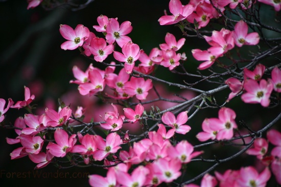 Pink Dogwood Tree Bokeh