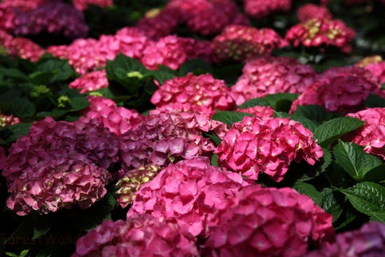 Pink Hydrangea Flowers