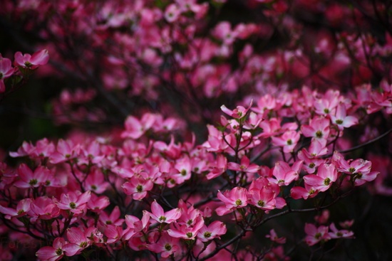 Pink Tree Flowers Spring